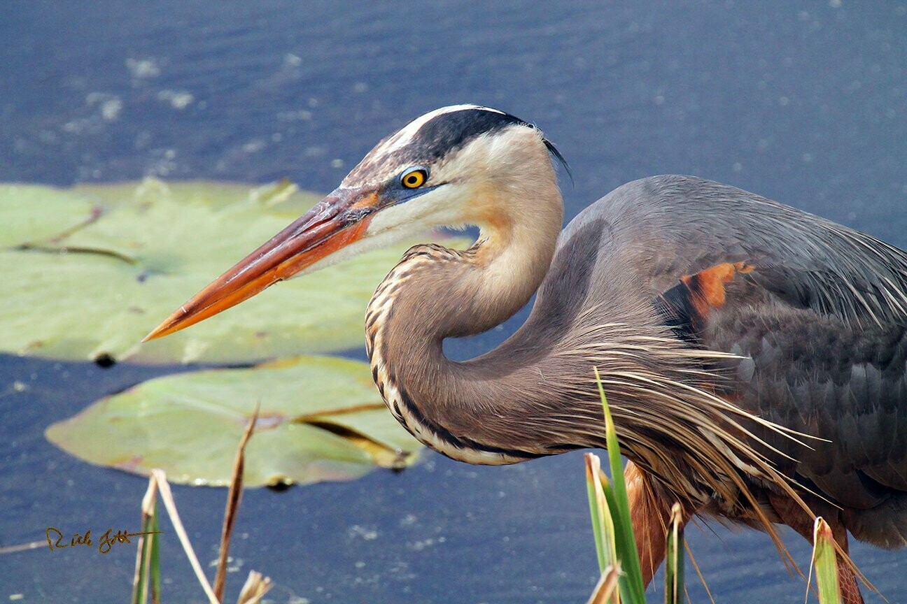 "Great Blue Heron Hunting"