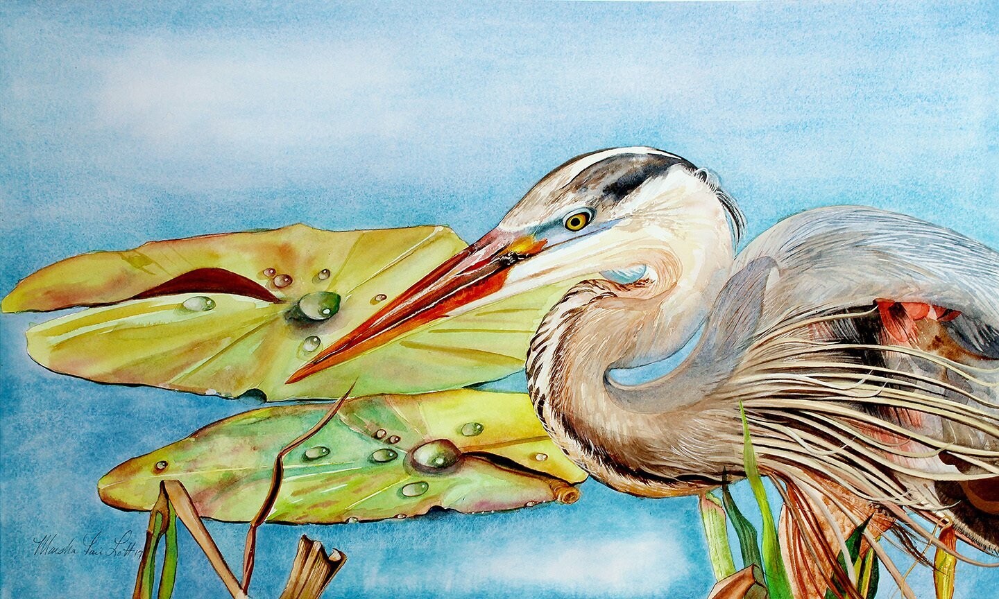 "Great Blue Heron Hunting"