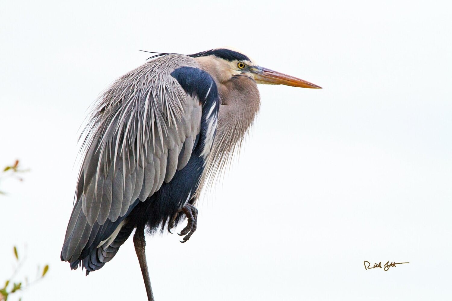 "Great Blue Poised"