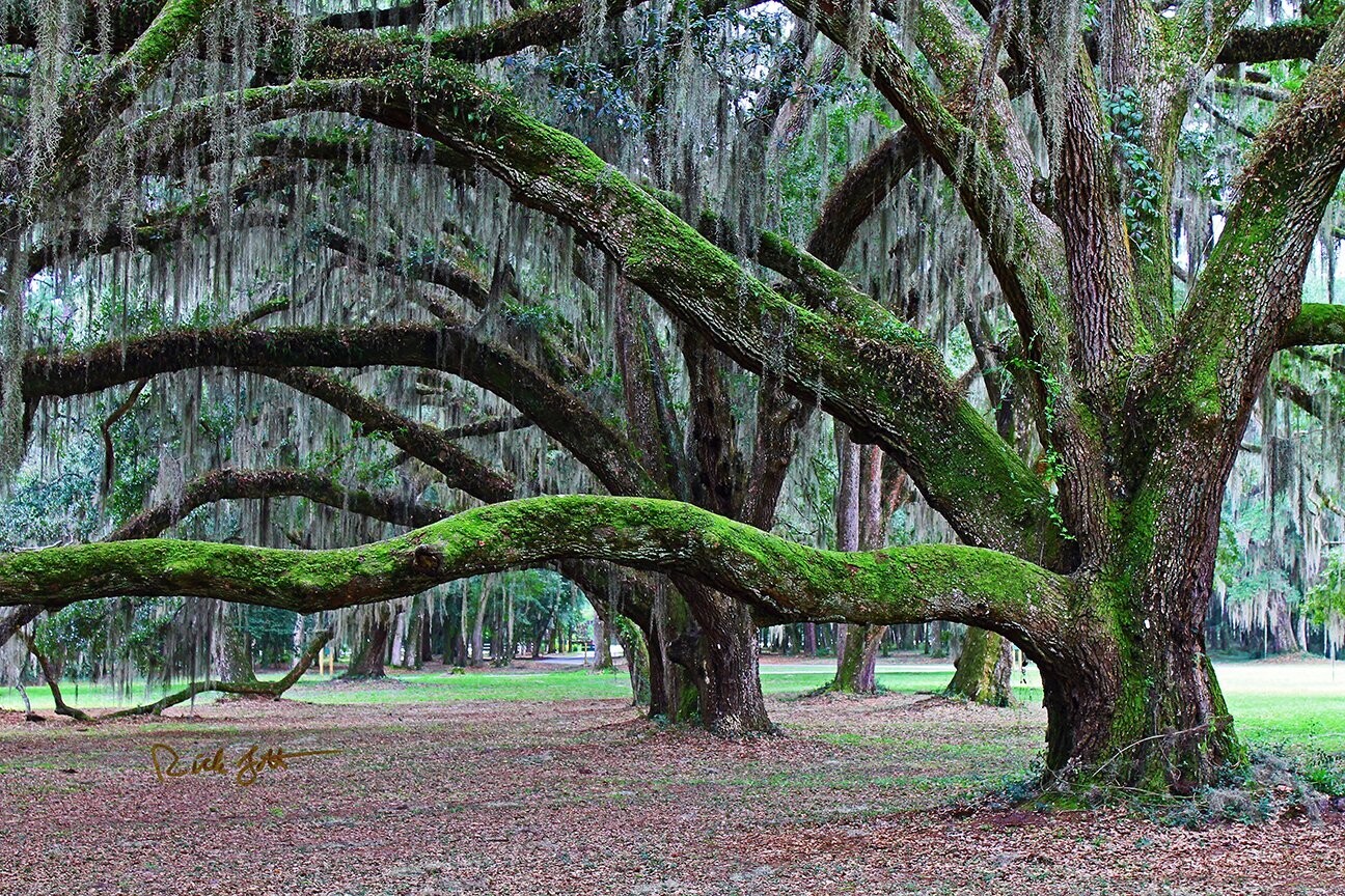 "Oaks with Resurrection Ferns"