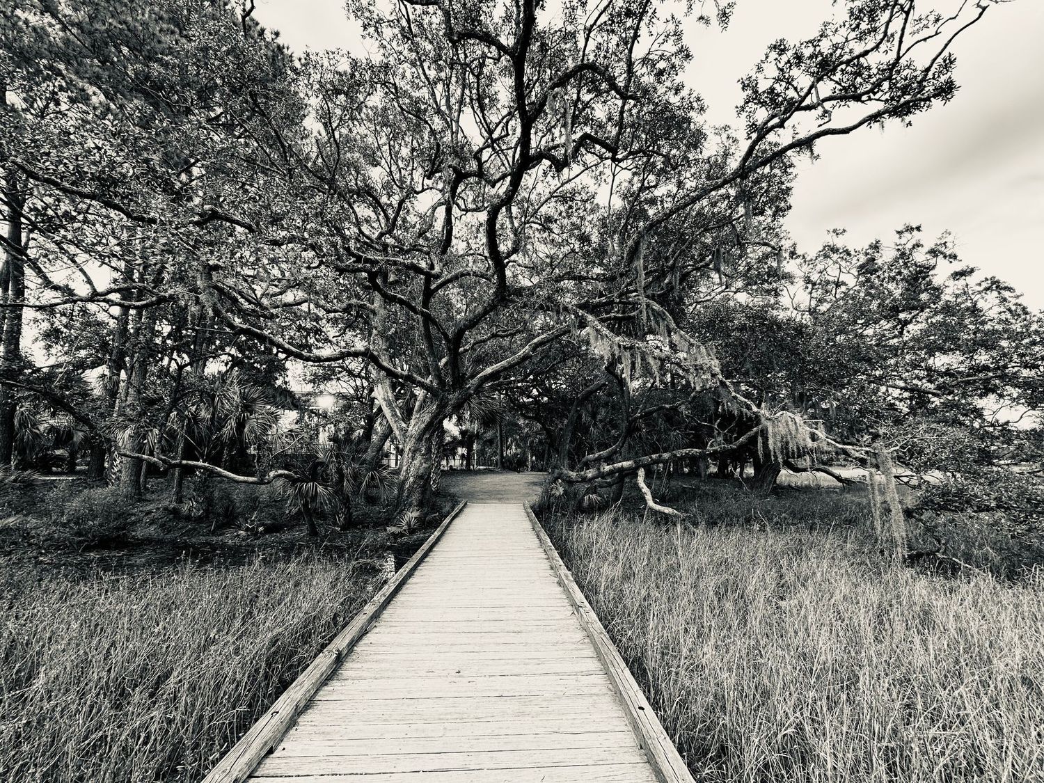 "Daniel Island Boardwalk" by Spencer Evans