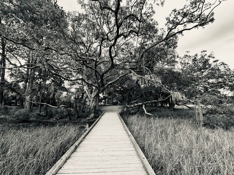 "Daniel Island Boardwalk" by Spencer Evans