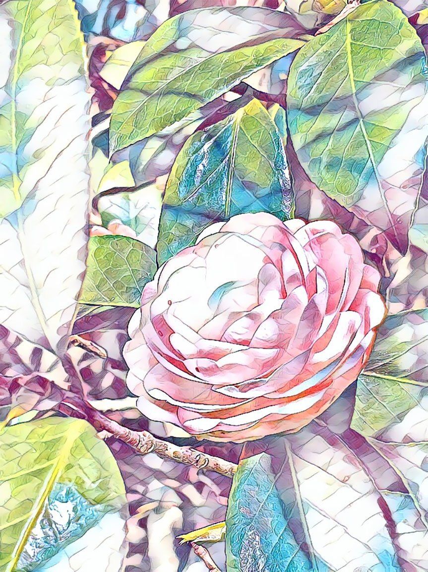 "Pink Perfection 2" by David Johnson