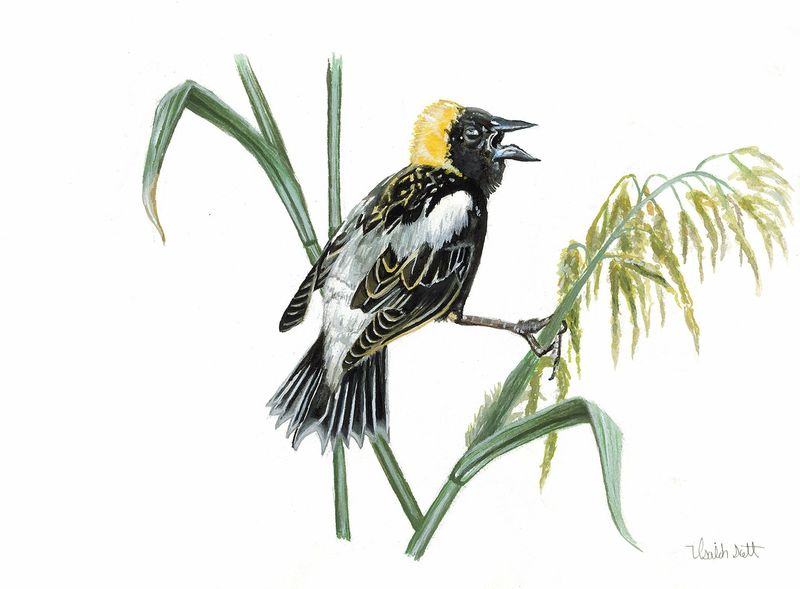 "Bobolink" by Isaiah Scott