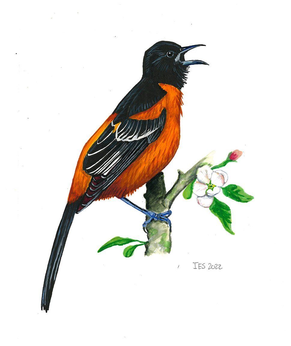 "Orchard Oride" by Isaiah Scott