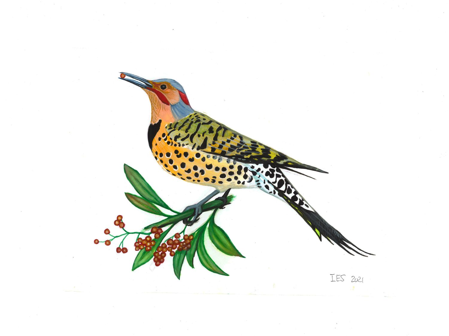 "Northern Flicker" by Isaiah Scott