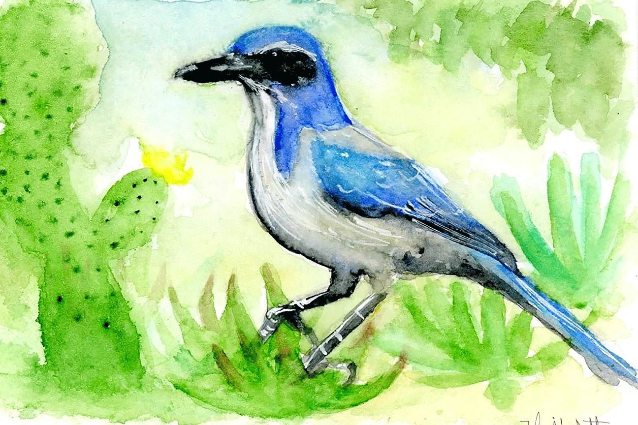 "California Scrub Jay" by Isaiah Scott