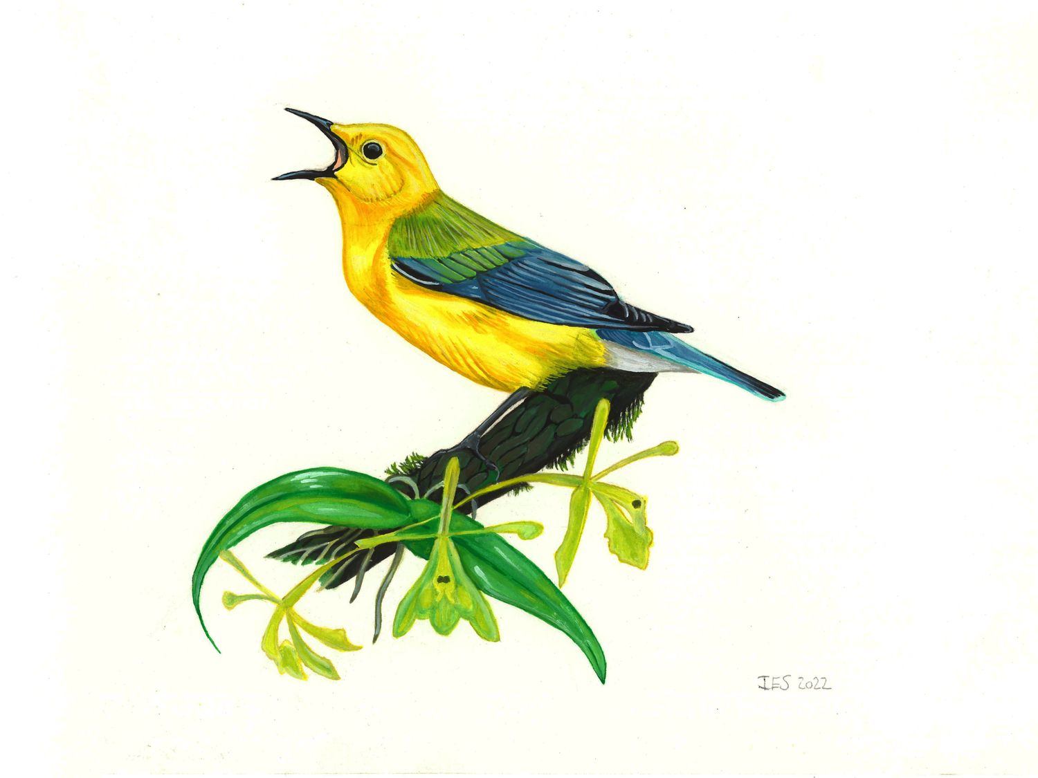 "Yellow Bird with Blue Wings" by Isaiah Scott