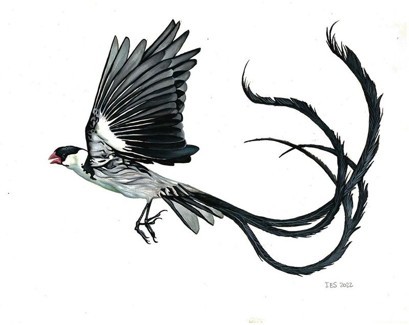 "Pin Tailed Wydeh" by Isaiah Scott