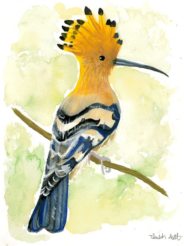 "African Hoopoe" by Isaiah Scott