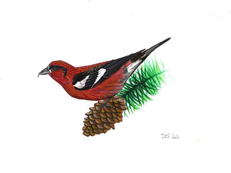 "White-Winged Crossbill" by Isaiah Scott
