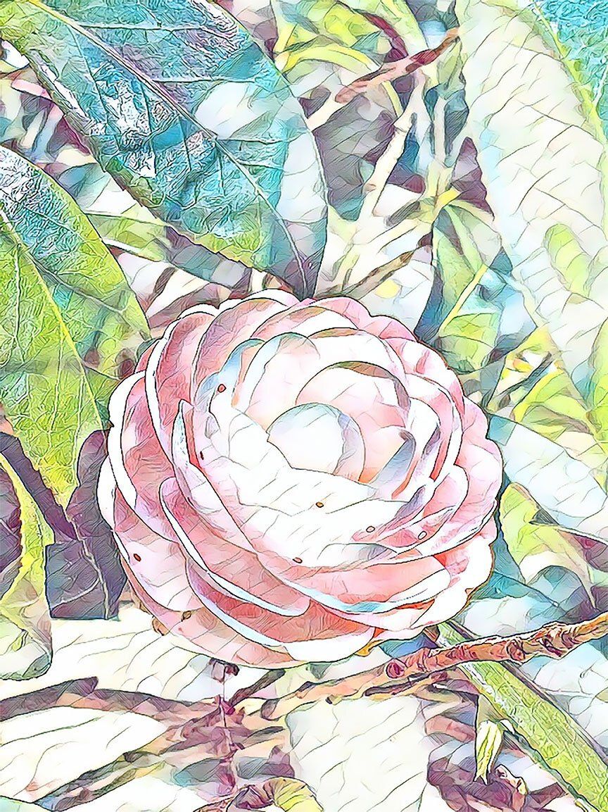 "Pink Perfection 1" by David Johnson