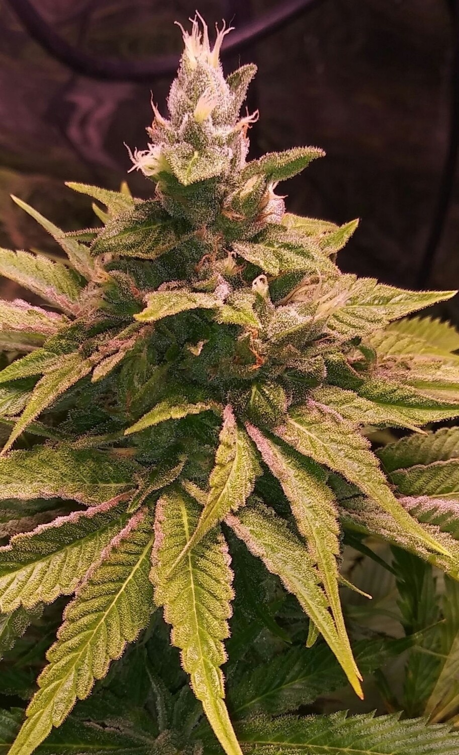 East Coast Sour Cheese R2s(5 Fems)