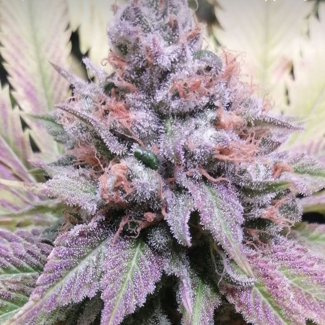 Purple Skunk RBX2s(5 Fems)