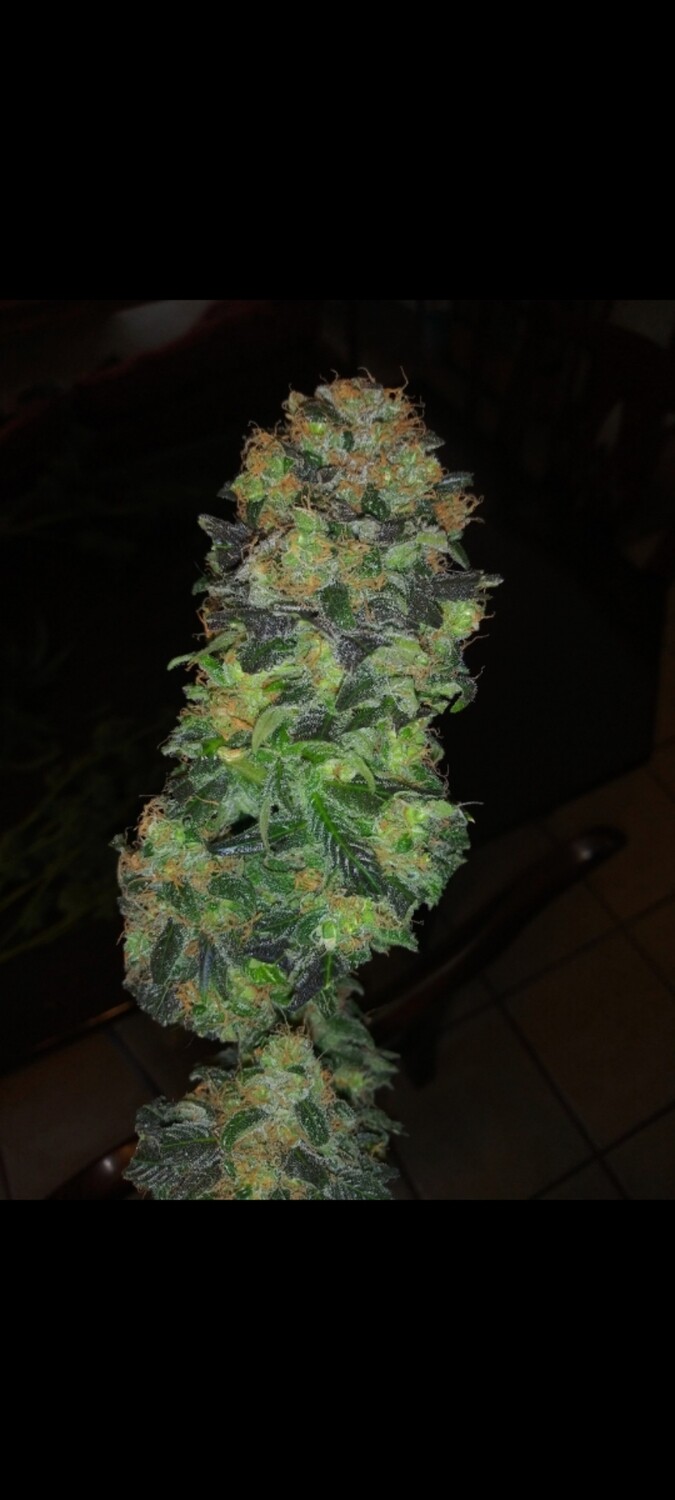 Blueberry Chemdog(5 Fems)