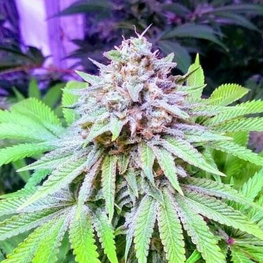 Skunk-N-Sour R2s(10 Fems)