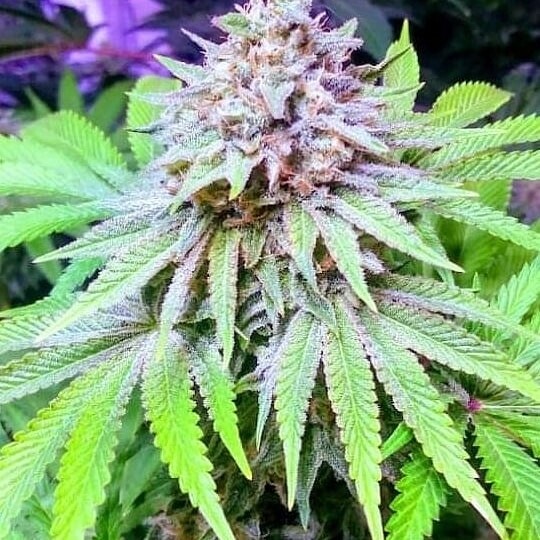 Skunk-N-Sour R2s 50 Feminized Seeds