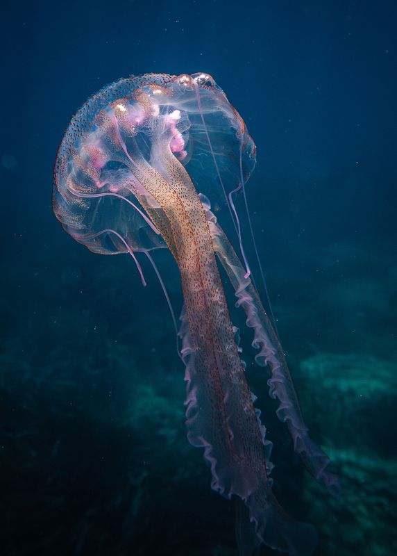 Medusa luminosa
