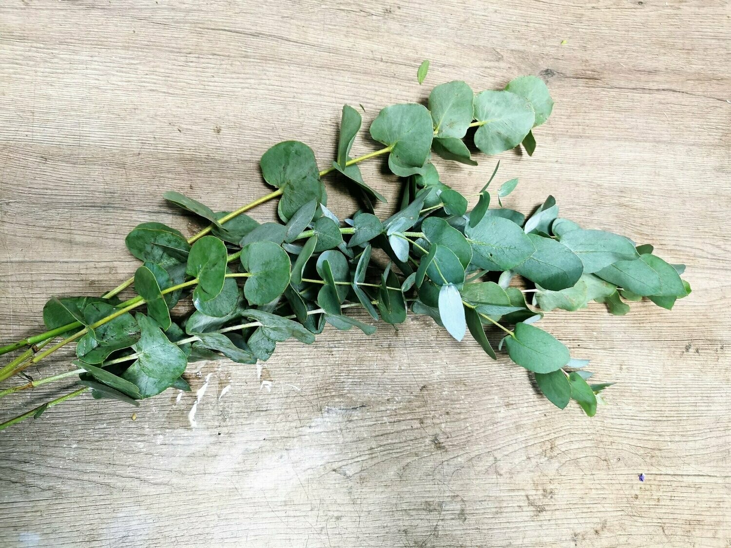 Eucalyptusbund