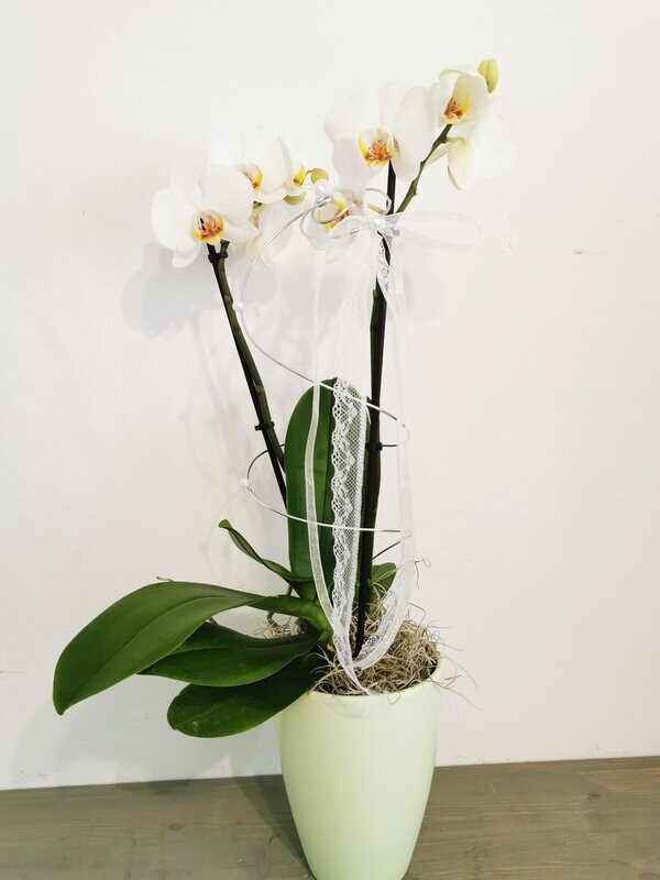 Orchideenpflanze als Geschenk