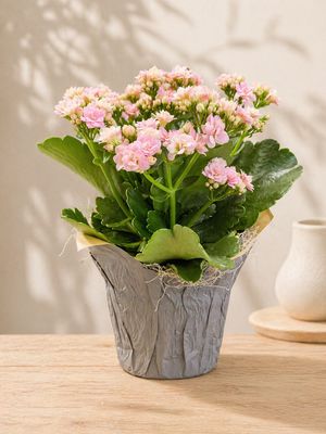 Kalanchoe Kalanchoe