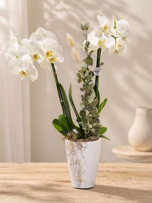 Phalaenopsis Orchidee Phalaenopsis Orchidee