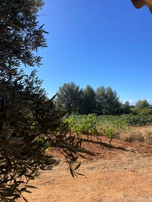 Le 25 Avril grillades et dégustation au Cabanon