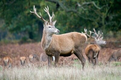 Dieren