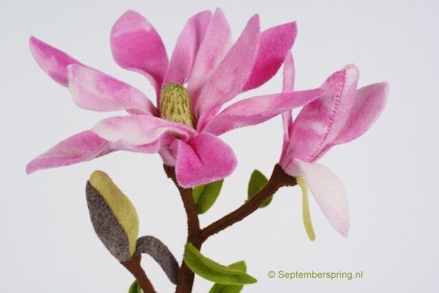 Magnolia