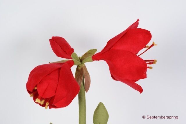 Amaryllis