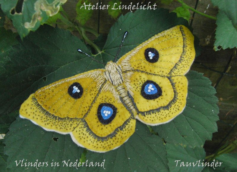 Tauvlinder ( Lindelicht) Tauvlinder ( Lindelicht)