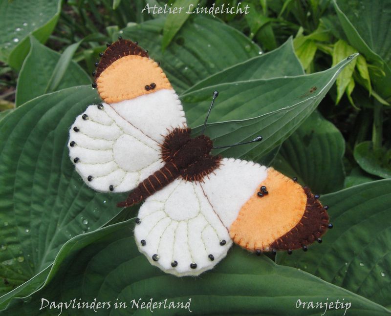 Oranjetip   ( Lindelicht)
