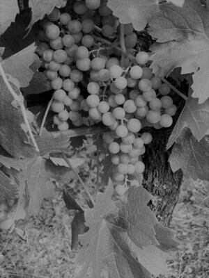 Weißweine & Rosé