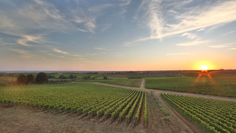 Omina Romana Merlot Linea Ars Magna Omina Romana Merlot Linea Ars Magna