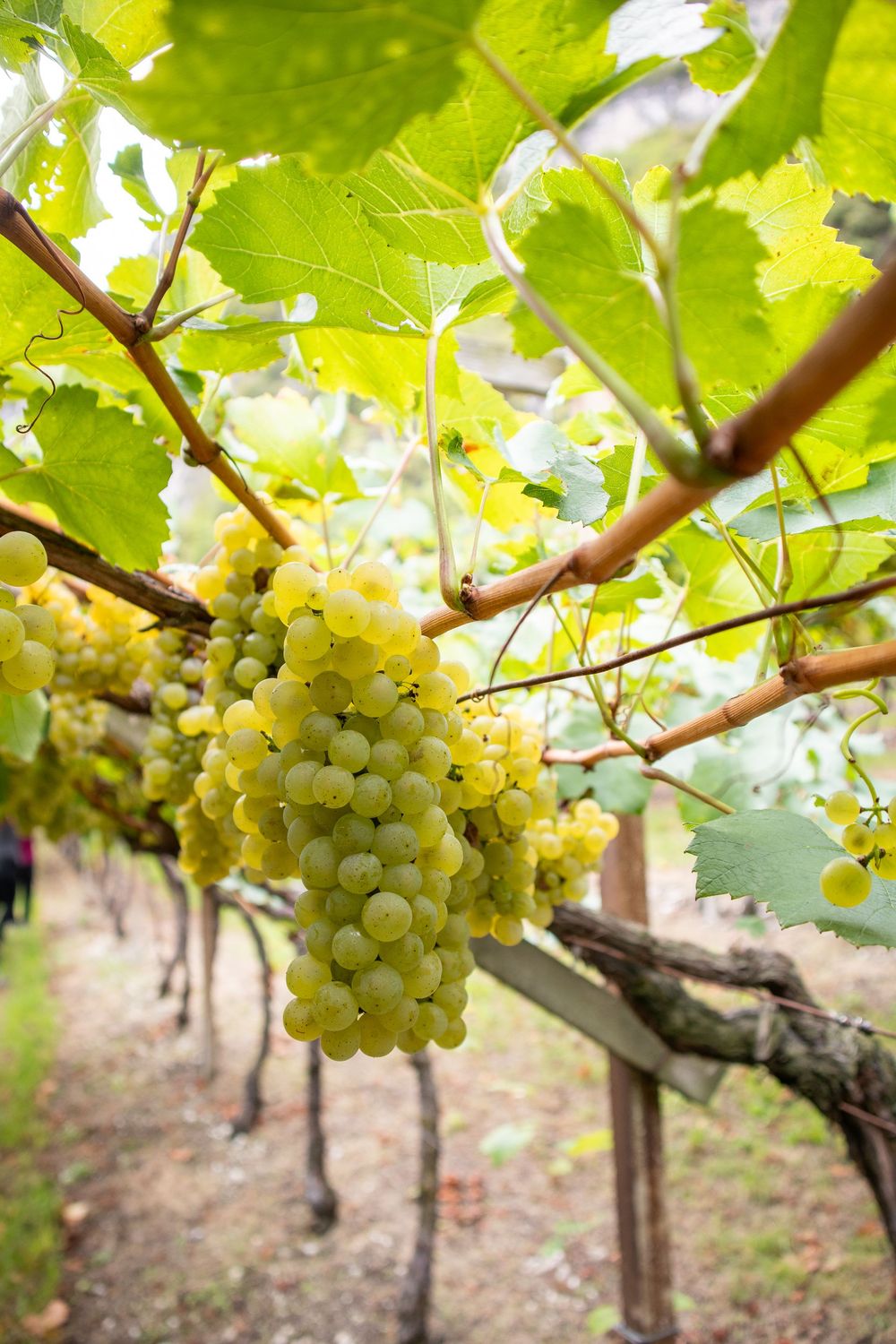 Castelfeder Chardonnay Kreuzweg Riserva Family Reserve Alto Adige DOC