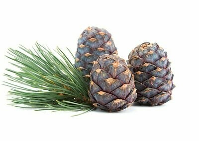 Salzbombe Zirbe