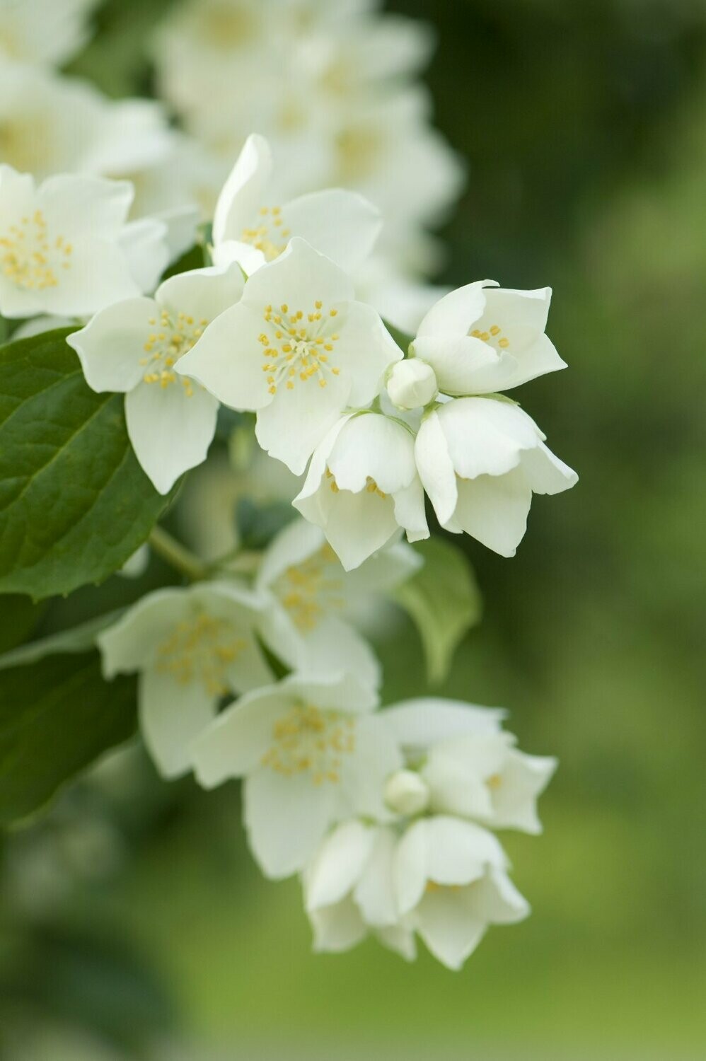 Dusch Emulsion Jasmin