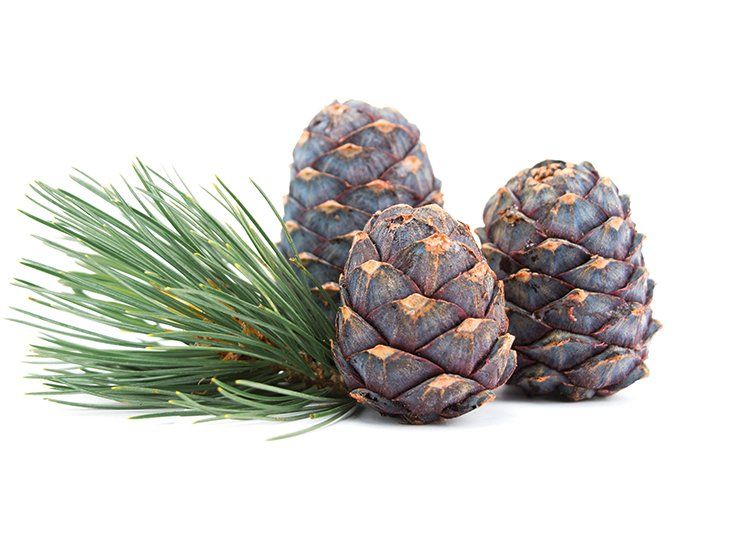 Intensiv Handcreme Zirbe