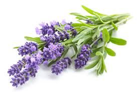 Lavendel Intensiv Gesichts Creme