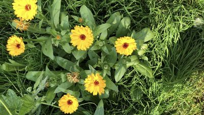 Ringelblumen Intensiv Gesichts Creme - duftfrei