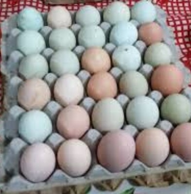 Huevos frescos de campo