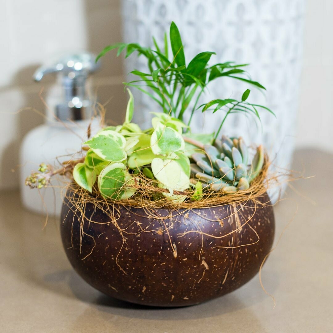 Coconut Shell Planting Pot