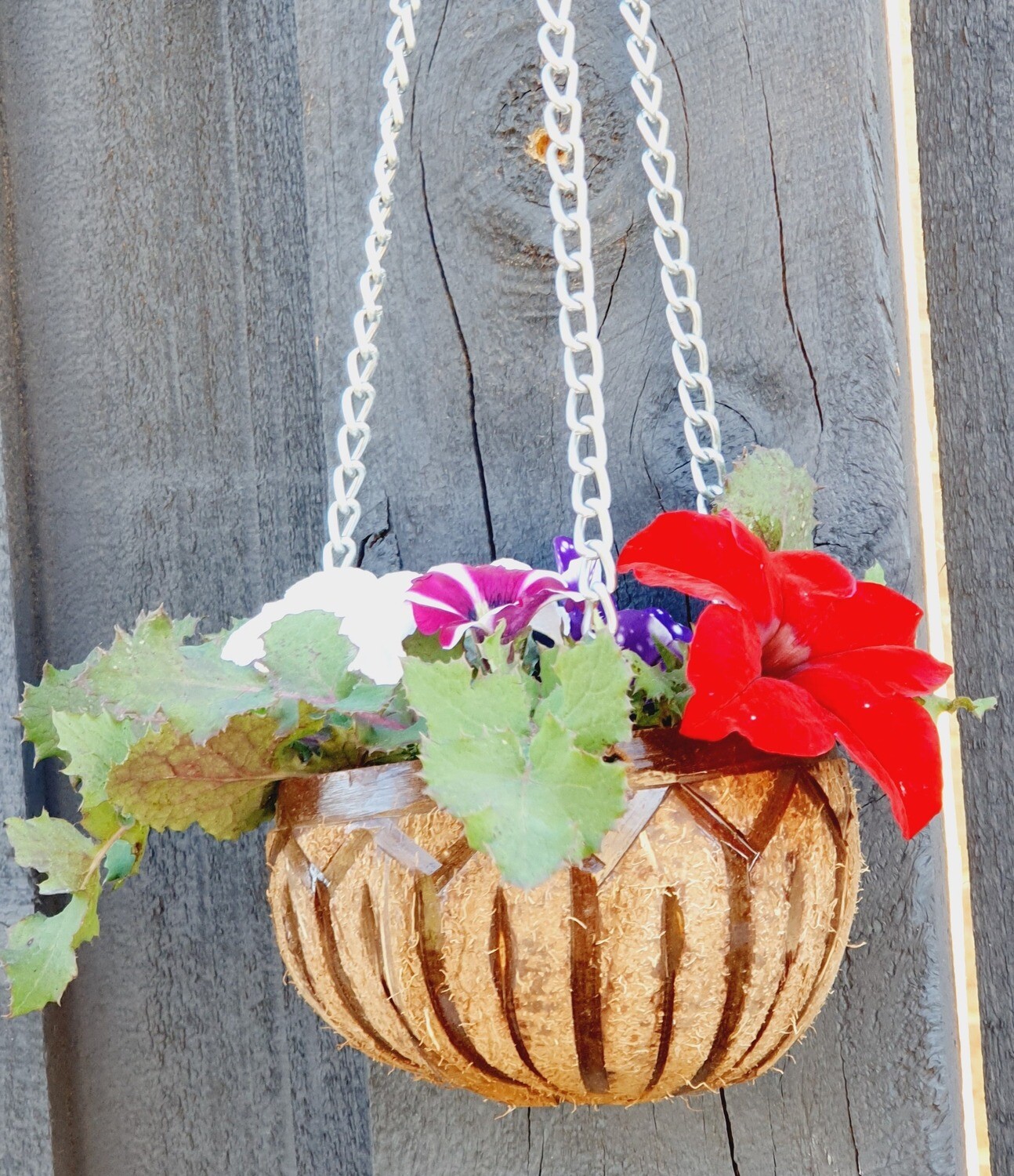Coconut Shell Hanging Planter basket