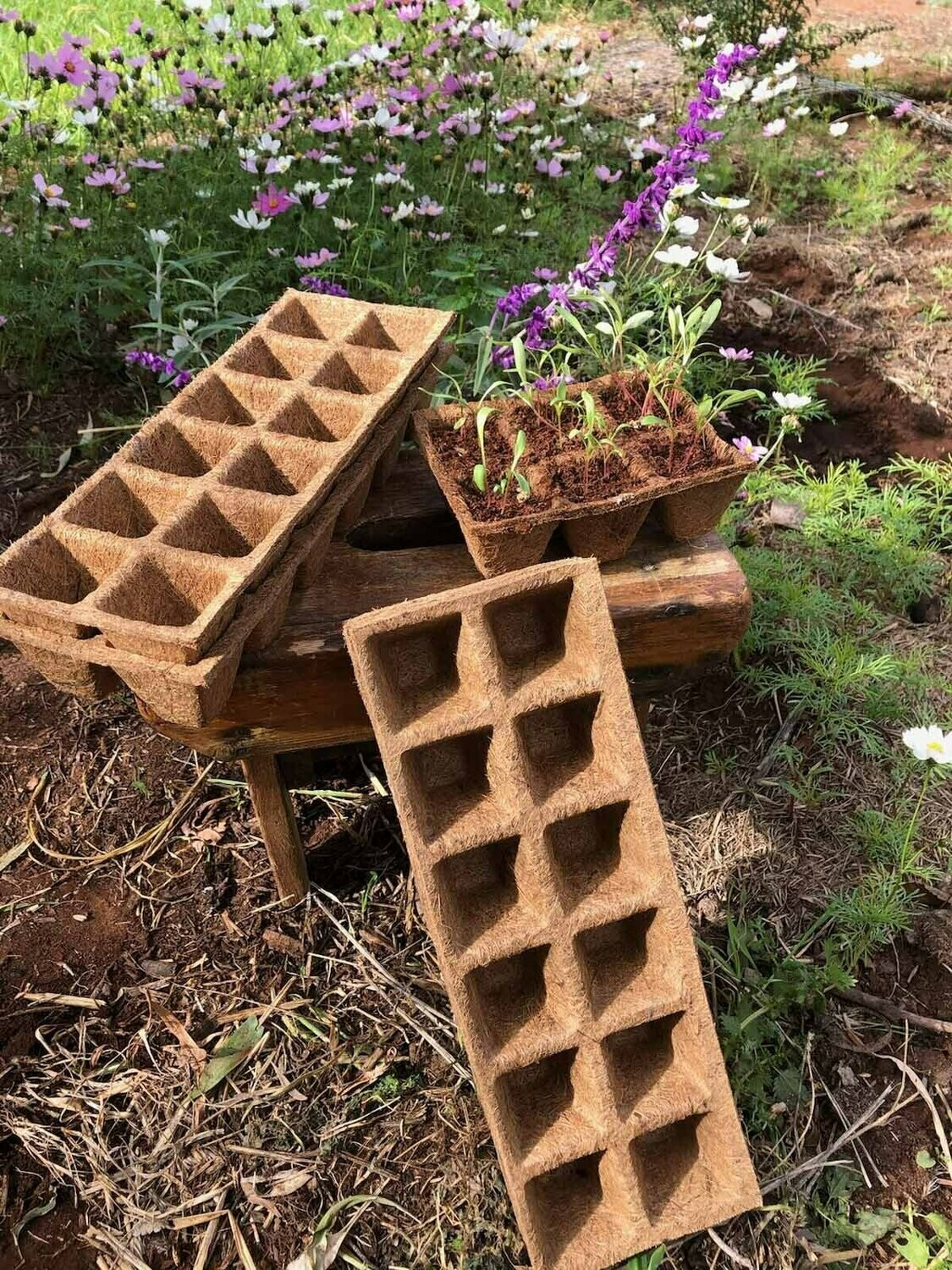 12 Cell Seedling Tray