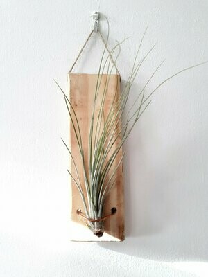 Airplants Supports