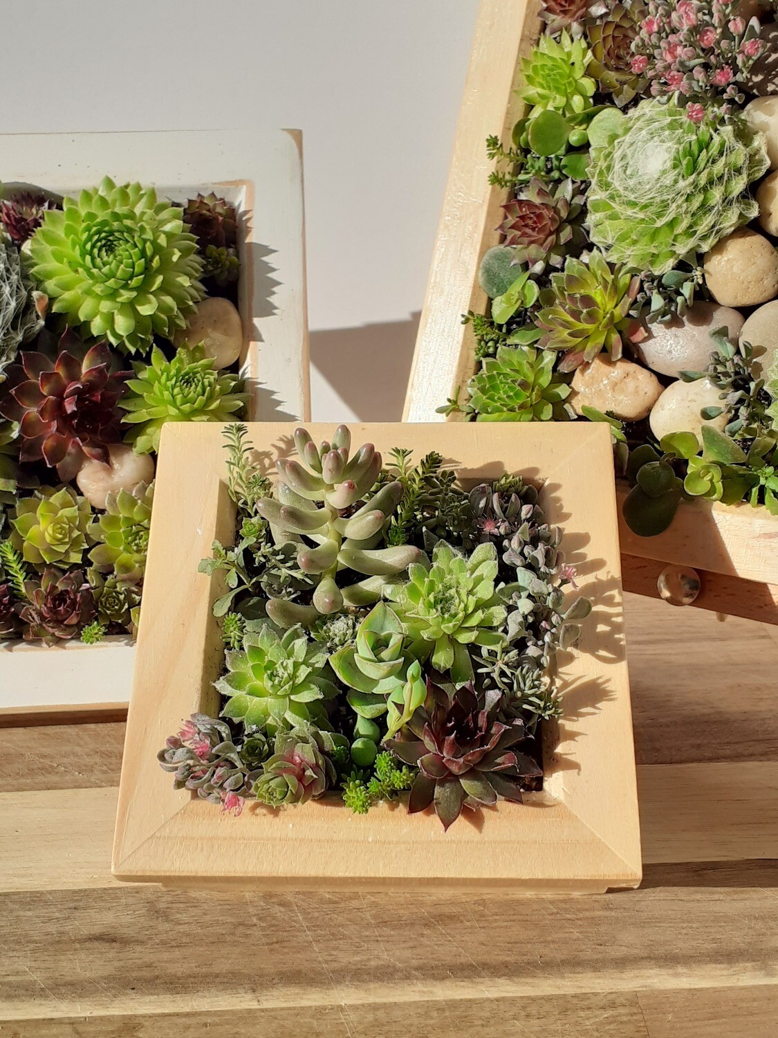 Living frame with Succulents - Small