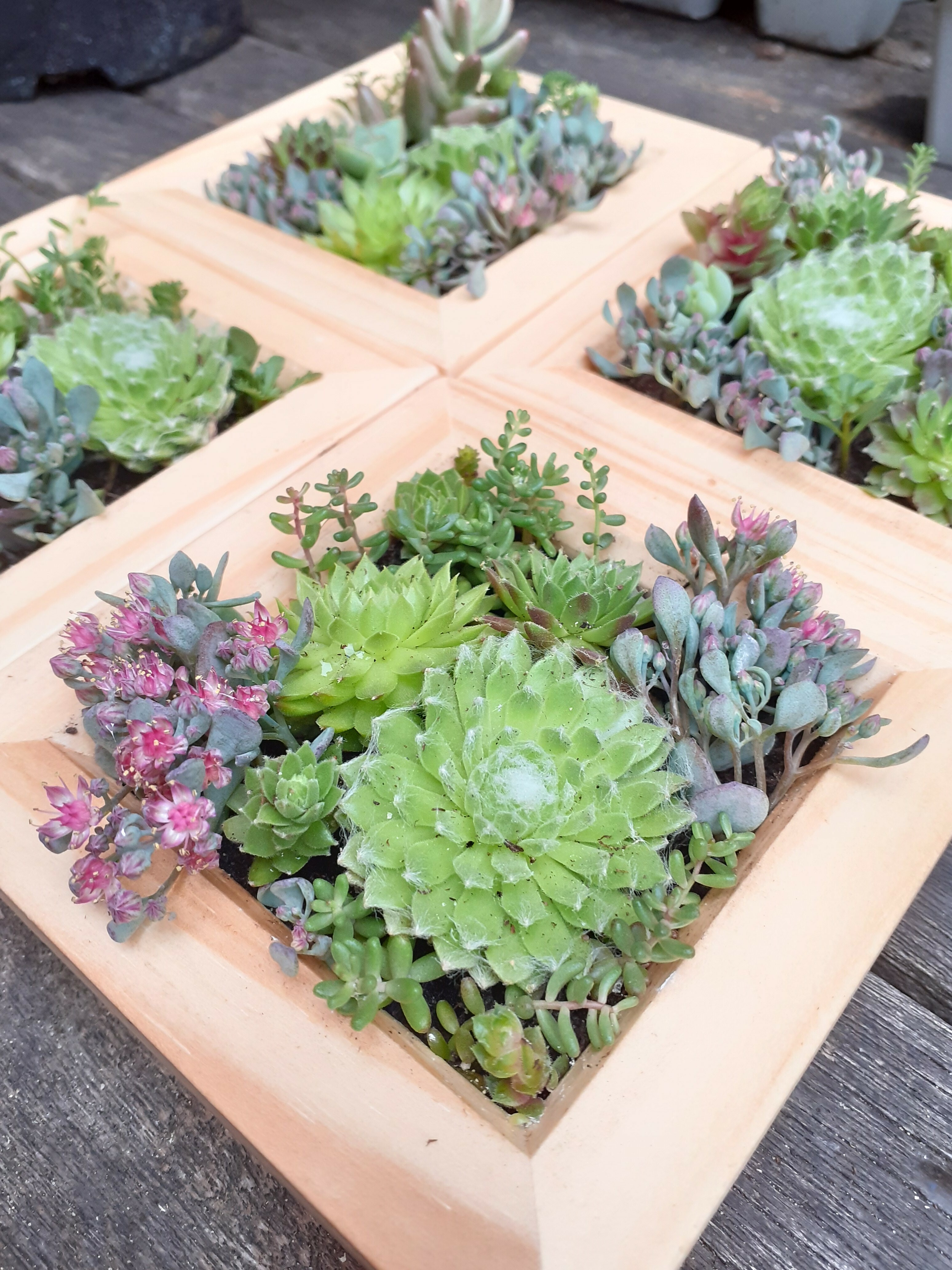 Living frame with Succulents - Small