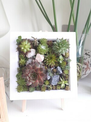Living frame with Succulents - Medium