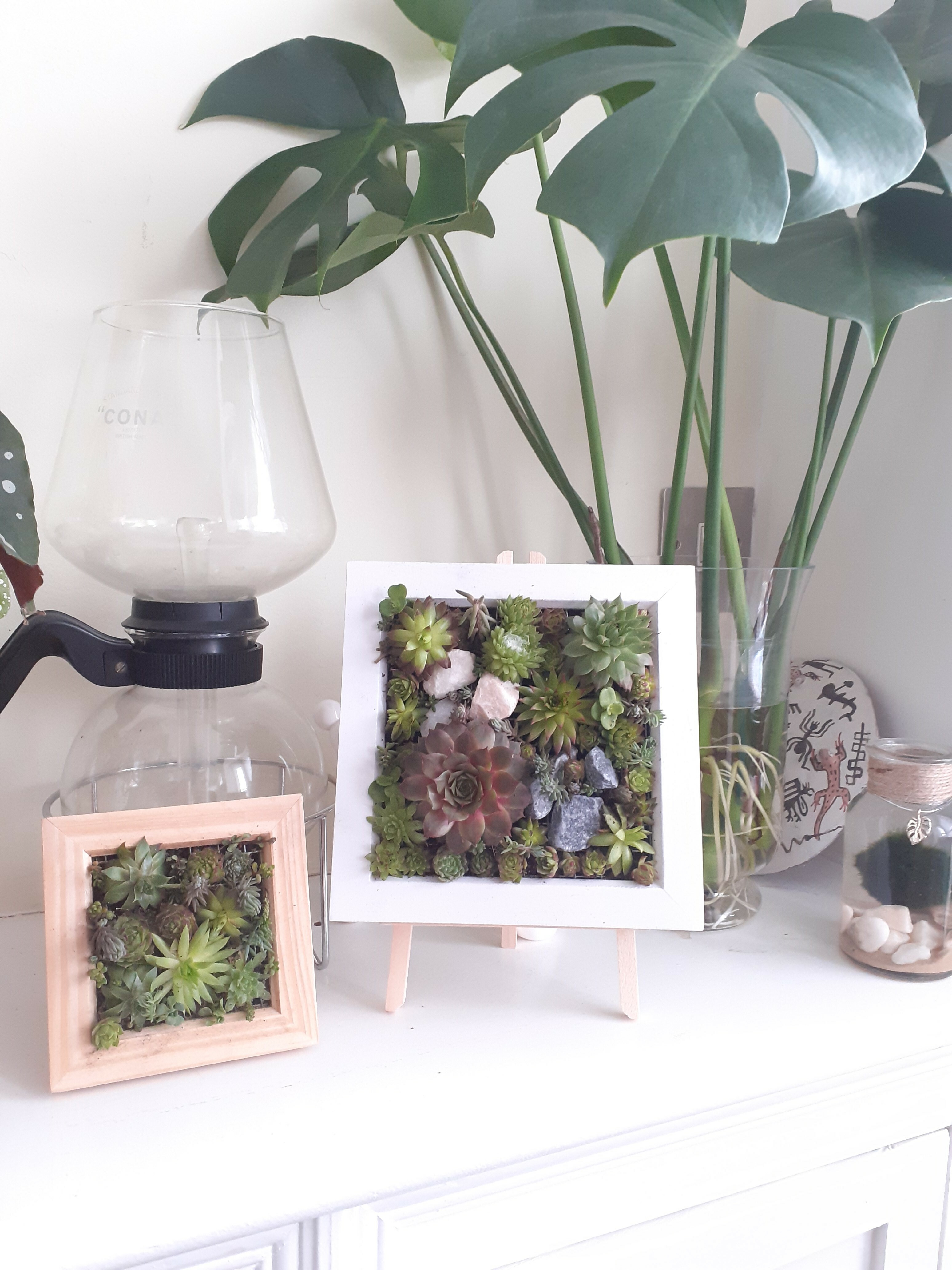 Living frame with Succulents - Medium