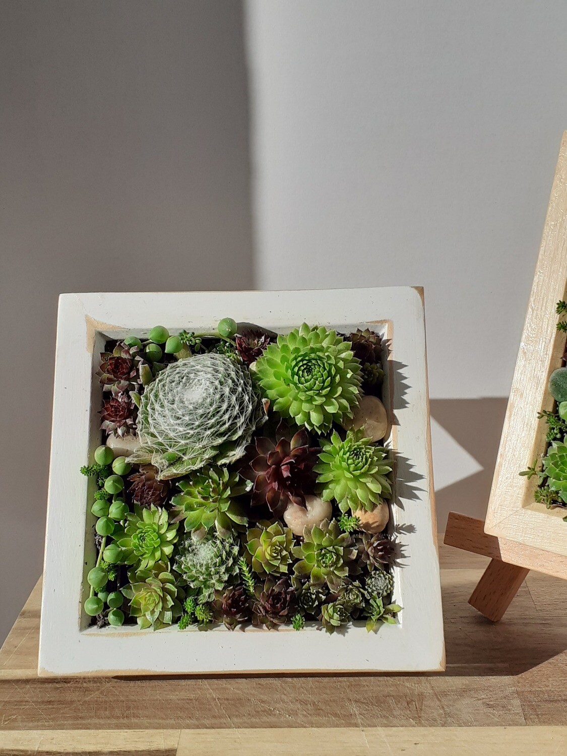 Living frame with Succulents - Medium